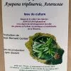 Tisane pays ayapana